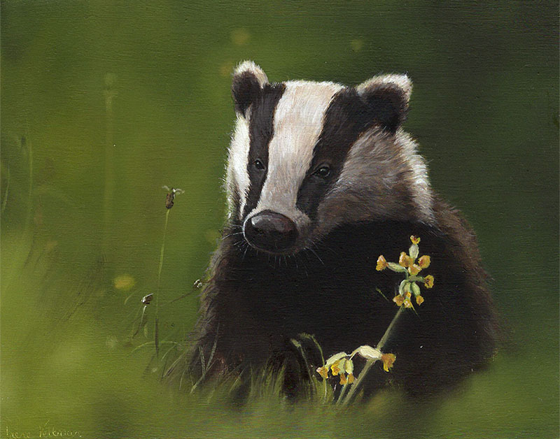 Oil Painting of a badger with green background. 11x14cm.