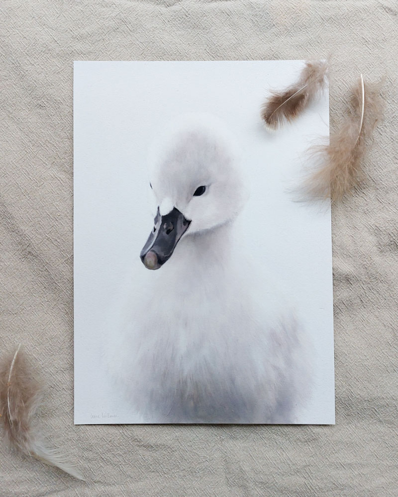 Art print of a young swan
