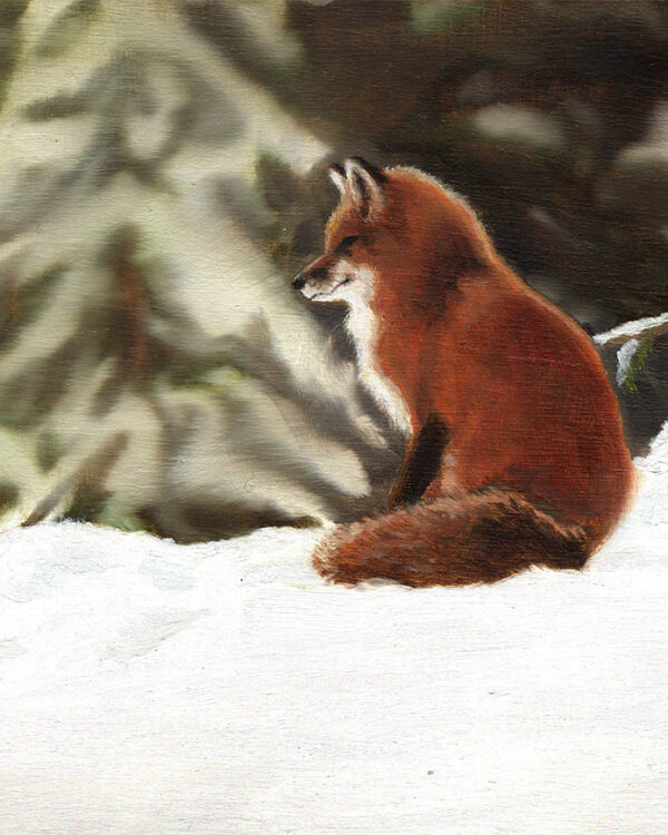 Fox in winter setting